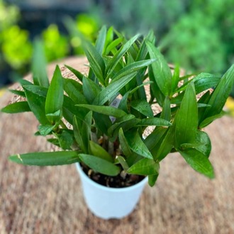 Dendrobium Nobile Orkide – Bol Gövdeli Canlı Orkide (Özel Koleksiyon Türü) - görsel 5