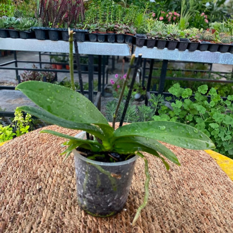 Çiçeksiz Çift Dal Phalaenopsis Orkide – Bol Kök Yapılı Canlı Orkide (Yeniden Çiçek Açtırmalık Fırsat Ürünü) - görsel 2
