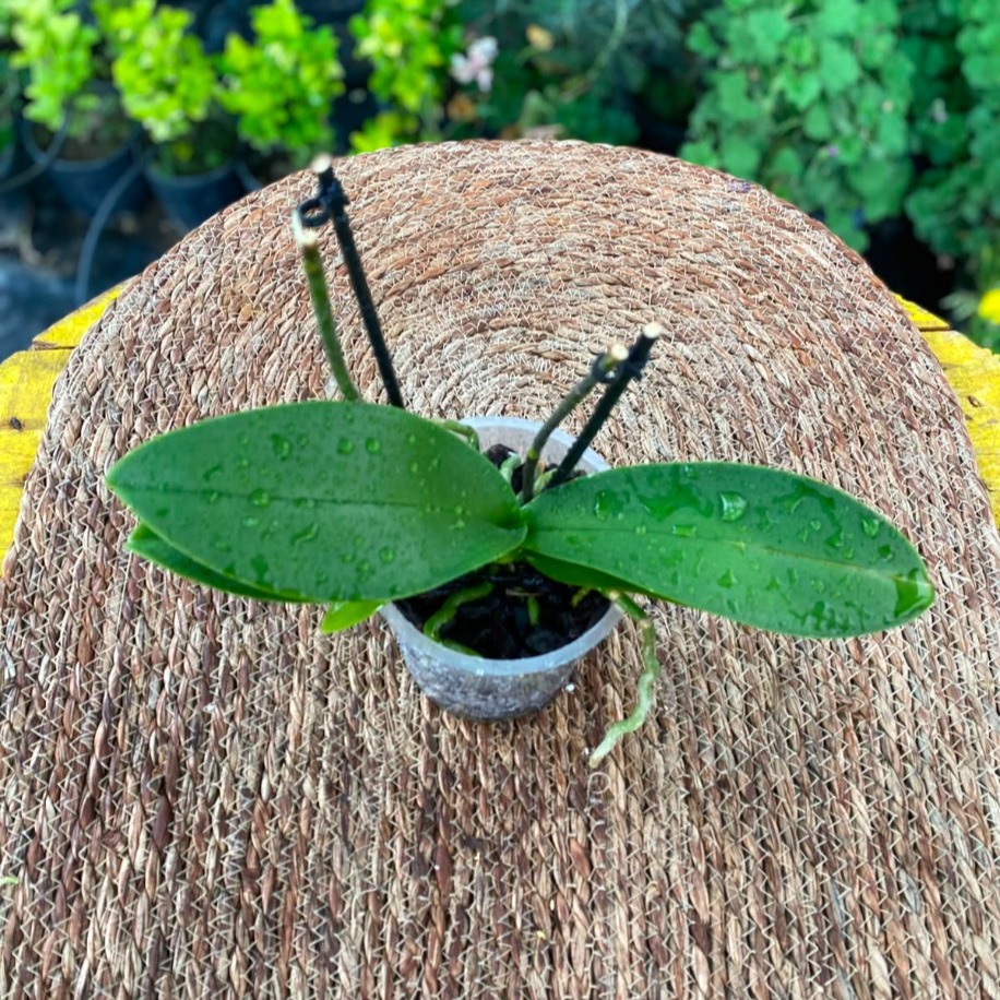 Çiçeksiz Çift Dal Phalaenopsis Orkide – Bol Kök Yapılı Canlı Orkide (Yeniden Çiçek Açtırmalık Fırsat Ürünü) - görsel 3