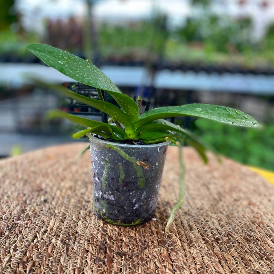 Çiçeksiz Çift Dal Phalaenopsis Orkide – Bol Kök Yapılı Canlı Orkide (Yeniden Çiçek Açtırmalık Fırsat Ürünü) - görsel 4