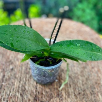 Çiçeksiz Çift Dal Phalaenopsis Orkide – Bol Kök Yapılı Canlı Orkide (Yeniden Çiçek Açtırmalık Fırsat Ürünü) - görsel 5