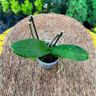 Çiçeksiz Çift Dal Phalaenopsis Orkide – Bol Kök Yapılı Canlı Orkide (Yeniden Çiçek Açtırmalık Fırsat Ürünü) - görsel 7