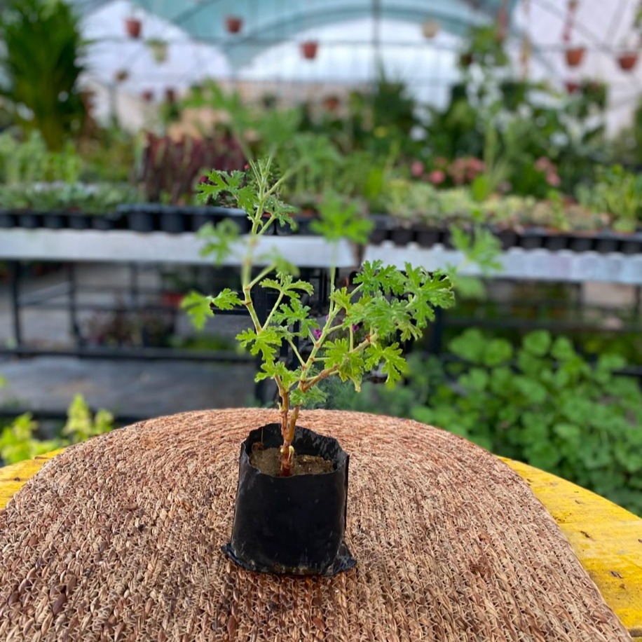 tır Çiçeği – Pelargonium Graveolens (Limon Kokulu Doğal Sineksavar Canlı Bitki) - görsel 2