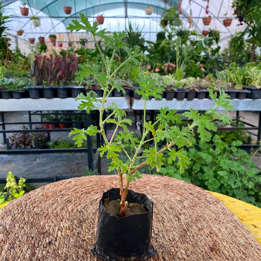 tır Çiçeği – Pelargonium Graveolens (Limon Kokulu Doğal Sineksavar Canlı Bitki) - görsel 3