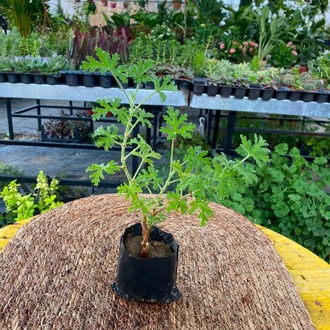 tır Çiçeği – Pelargonium Graveolens (Limon Kokulu Doğal Sineksavar Canlı Bitki) - görsel 4
