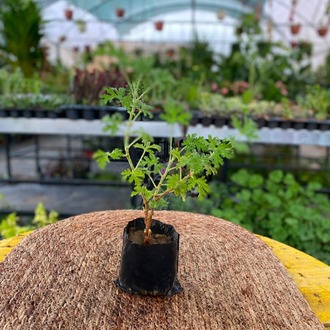 tır Çiçeği – Pelargonium Graveolens (Limon Kokulu Doğal Sineksavar Canlı Bitki) - görsel 5