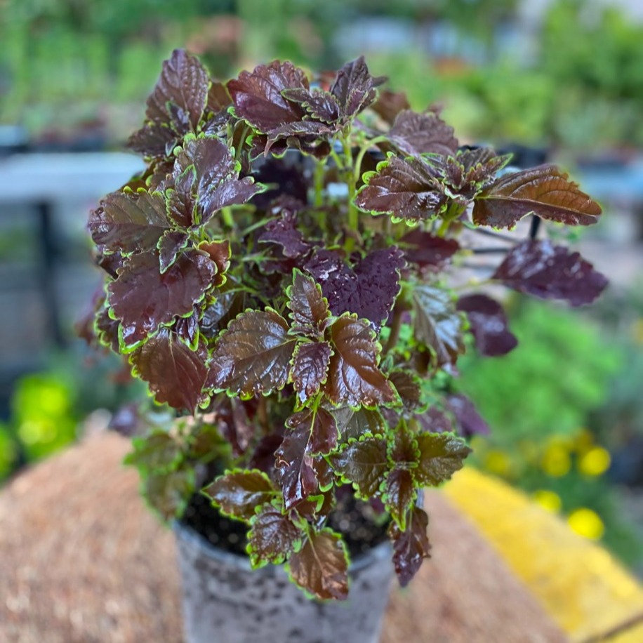 Özel Tür Bordo Yaprağı Güzel (Kolyos) – Coleus (Siyah Mürdüm Yapraklı Balkon Ve Salon Bitkisi) - görsel 2