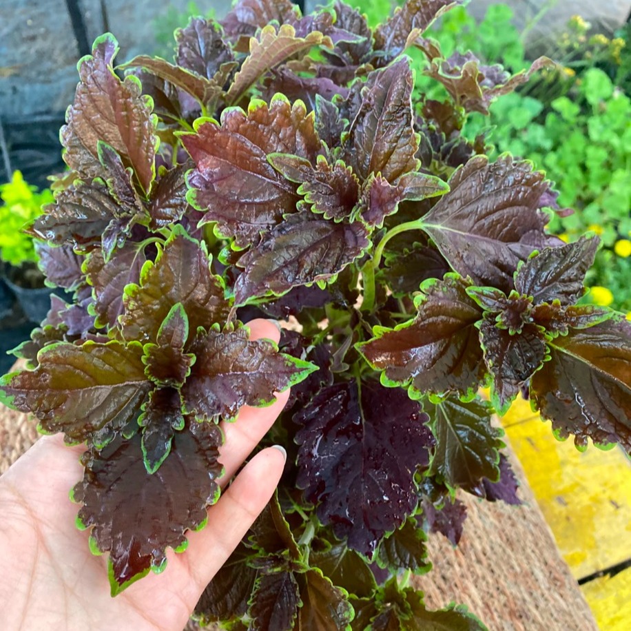 Özel Tür Bordo Yaprağı Güzel (Kolyos) – Coleus (Siyah Mürdüm Yapraklı Balkon Ve Salon Bitkisi) - görsel 4