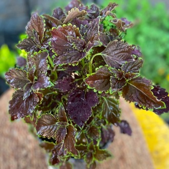Özel Tür Bordo Yaprağı Güzel (Kolyos) – Coleus (Siyah Mürdüm Yapraklı Balkon Ve Salon Bitkisi) - görsel 5