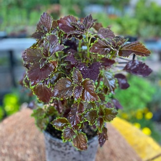 Özel Tür Bordo Yaprağı Güzel (Kolyos) – Coleus (Siyah Mürdüm Yapraklı Balkon Ve Salon Bitkisi) - görsel 6