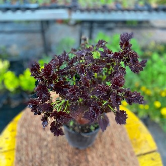 Özel Tür Siyah Meşe Yapraklı Yaprağı Güzel (Kolyos) – Coleus "Black Dragon" (Mürdüm Dantel Yapraklı Canlı Bitki) - görsel 7