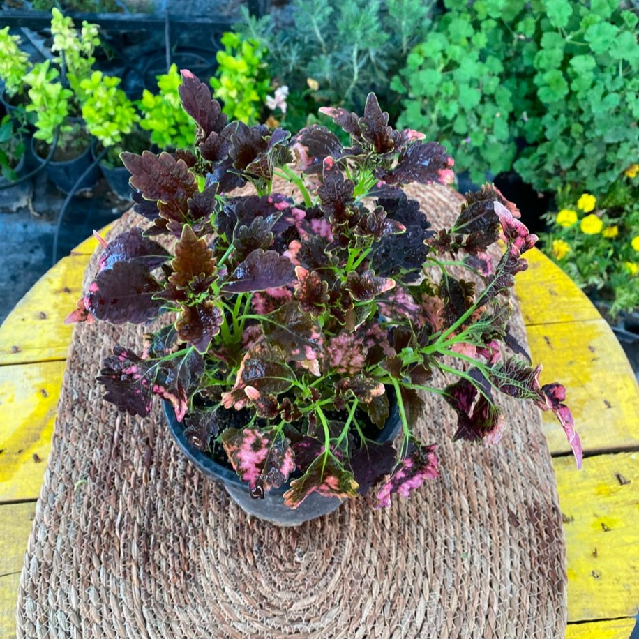 Özel Tür Pembe Ebruli Yaprağı Güzel (Kolyos) – Coleus (Pembe Siyah Alacalı Yapraklı Canlı Bitki) - görsel 4
