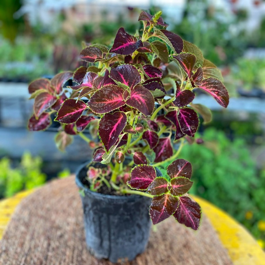 Fuşya Damarlı Yaprağı Güzel (Kolyos) – Coleus (Bordo Fuşya Alacalı Yapraklı Canlı Bitki) - görsel 2