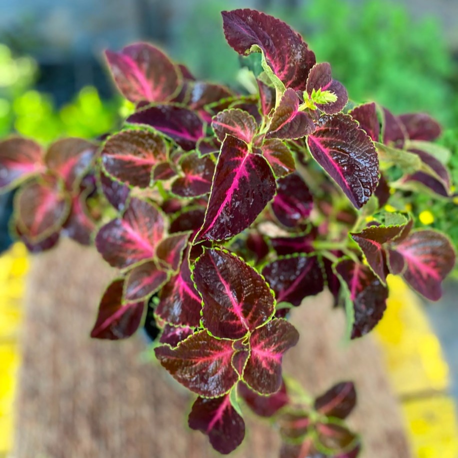 Fuşya Damarlı Yaprağı Güzel (Kolyos) – Coleus (Bordo Fuşya Alacalı Yapraklı Canlı Bitki) - görsel 3