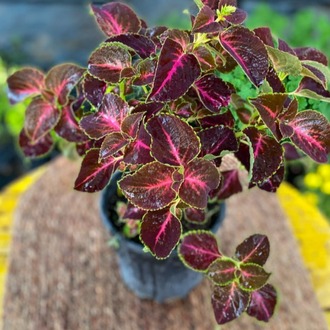 Fuşya Damarlı Yaprağı Güzel (Kolyos) – Coleus (Bordo Fuşya Alacalı Yapraklı Canlı Bitki) - görsel 4