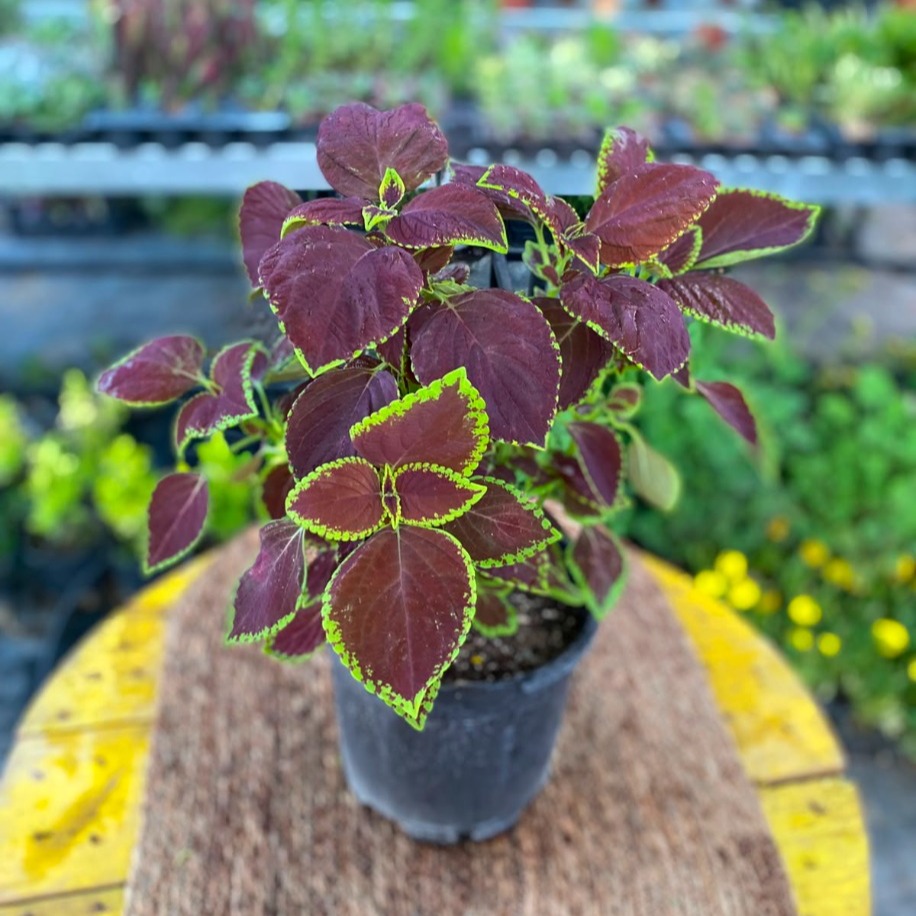 Yeşil Kenarlı Bordo Yaprağı Güzel (Kolyos) – Coleus "Chocolate Covered Cherry" (Çikolata Bordo Yeşil Konturlu Canlı Bitki) - görsel 2