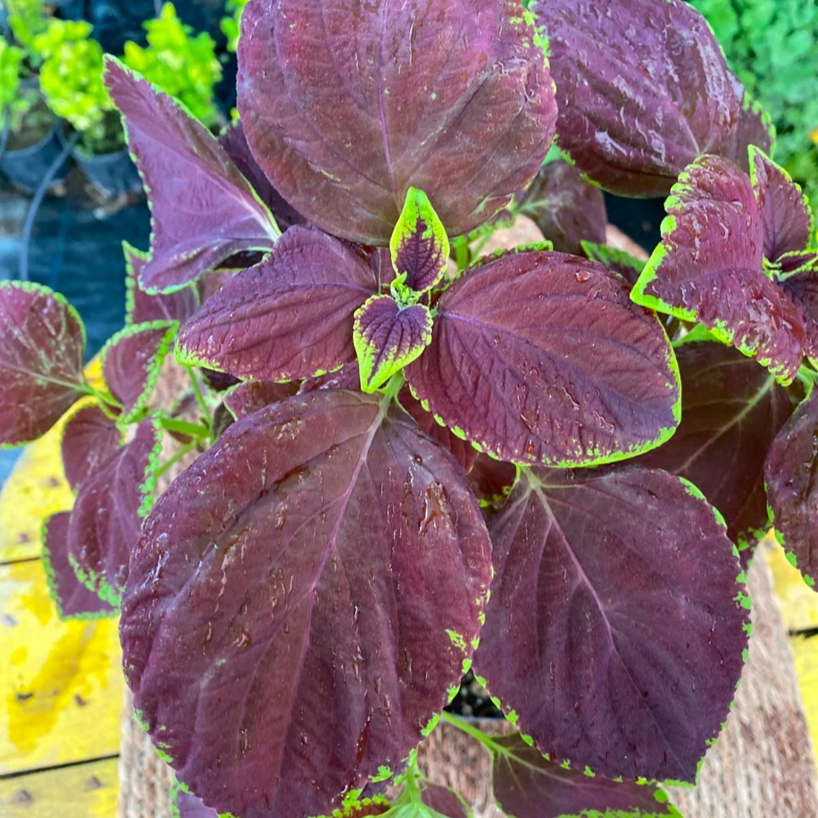 Yeşil Kenarlı Bordo Yaprağı Güzel (Kolyos) – Coleus "Chocolate Covered Cherry" (Çikolata Bordo Yeşil Konturlu Canlı Bitki) - görsel 3