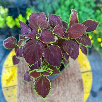 Yeşil Kenarlı Bordo Yaprağı Güzel (Kolyos) – Coleus "Chocolate Covered Cherry" (Çikolata Bordo Yeşil Konturlu Canlı Bitki) - görsel 8