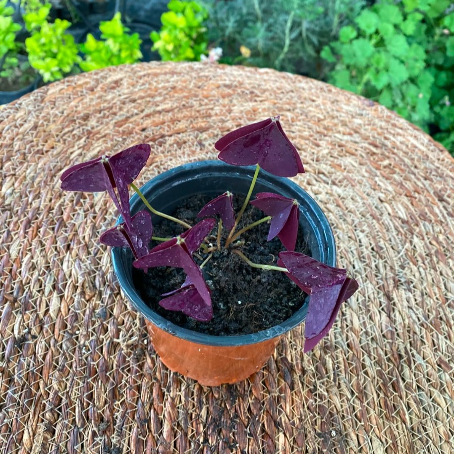 Uyku Çiçeği / Mor Yonca – Oxalis Triangularis (Gündüz Açıp Gece Uuyan Egzotik Canlı Bitki) - görsel 2