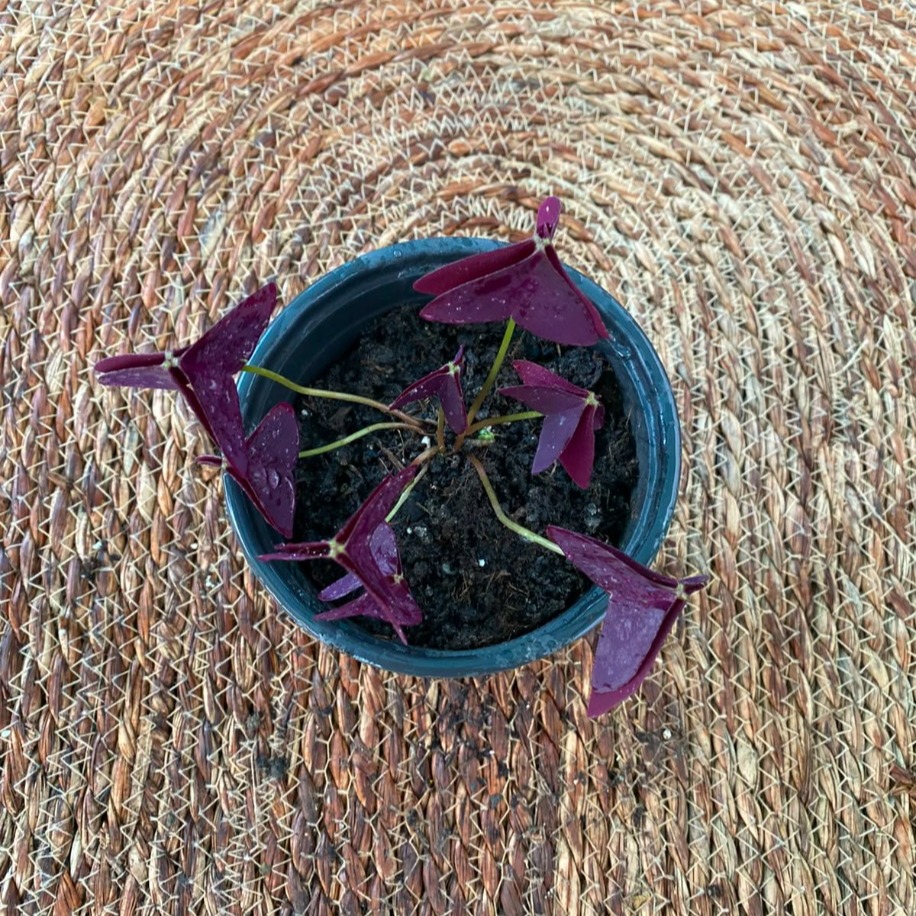 Uyku Çiçeği / Mor Yonca – Oxalis Triangularis (Gündüz Açıp Gece Uuyan Egzotik Canlı Bitki) - görsel 3