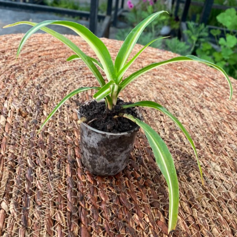 Kurdele Çiçeği – Chlorophytum Comosum (Hava Temizleyen Canlı Masa & Salon Bitkisi) - görsel 2