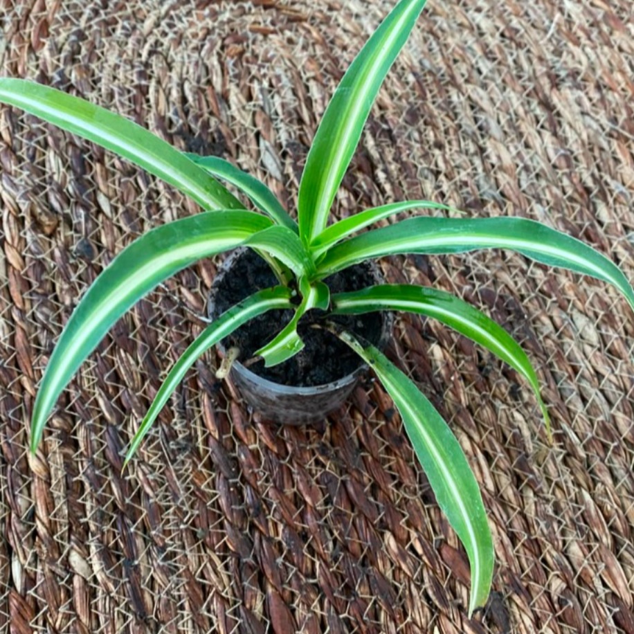 Kurdele Çiçeği – Chlorophytum Comosum (Hava Temizleyen Canlı Masa & Salon Bitkisi) - görsel 3