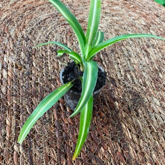 Kurdele Çiçeği – Chlorophytum Comosum (Hava Temizleyen Canlı Masa & Salon Bitkisi) - görsel 4