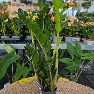 Pachira Aquatica – Para Ağacı / Şans Ağacı (Canlı Salon Bitkisi) - görsel 7