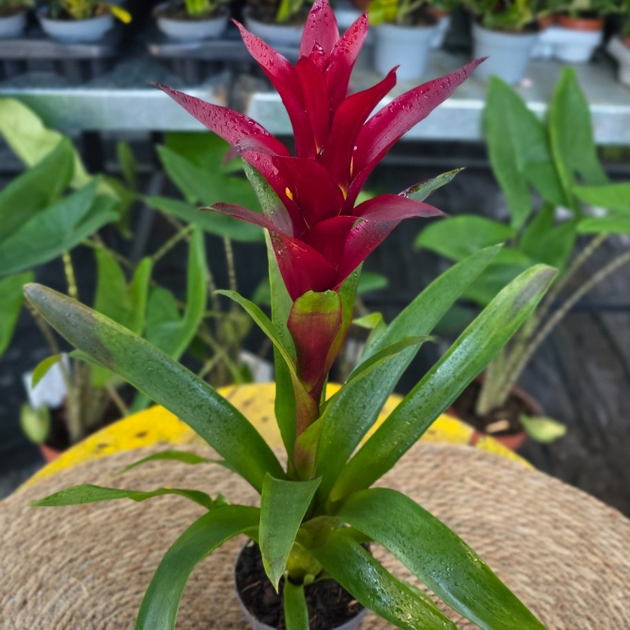 Kırmızı Guzmanya Çiçeği (Guzmania) - Canlı İthal Salon ve Ofis Bitkisi - görsel 4