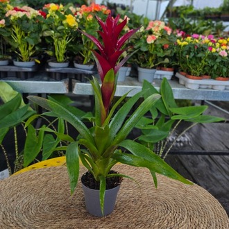 Kırmızı Guzmanya Çiçeği (Guzmania) - Canlı İthal Salon ve Ofis Bitkisi - görsel 6
