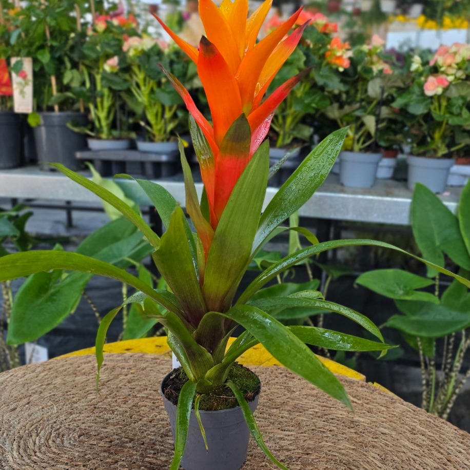 Turuncu Guzmanya Çiçeği (Guzmania) - - görsel 2