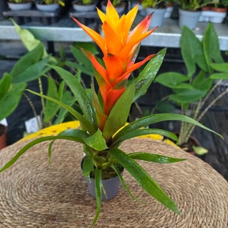 Turuncu Guzmanya Çiçeği (Guzmania) - - görsel 5