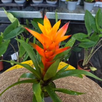 Turuncu Guzmanya Çiçeği (Guzmania) - - görsel 7