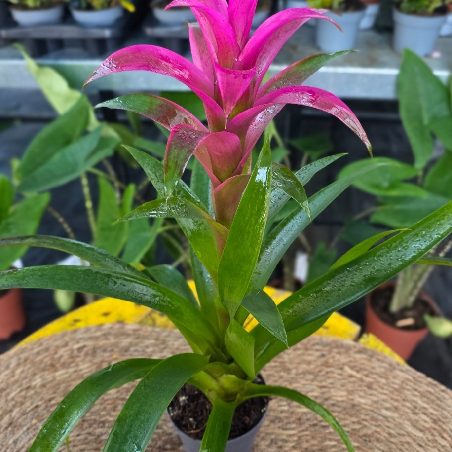 Pembe Guzmanya Çiçeği (Guzmania) - Canlı İthal Salon ve Ofis Bitkisi - görsel 2