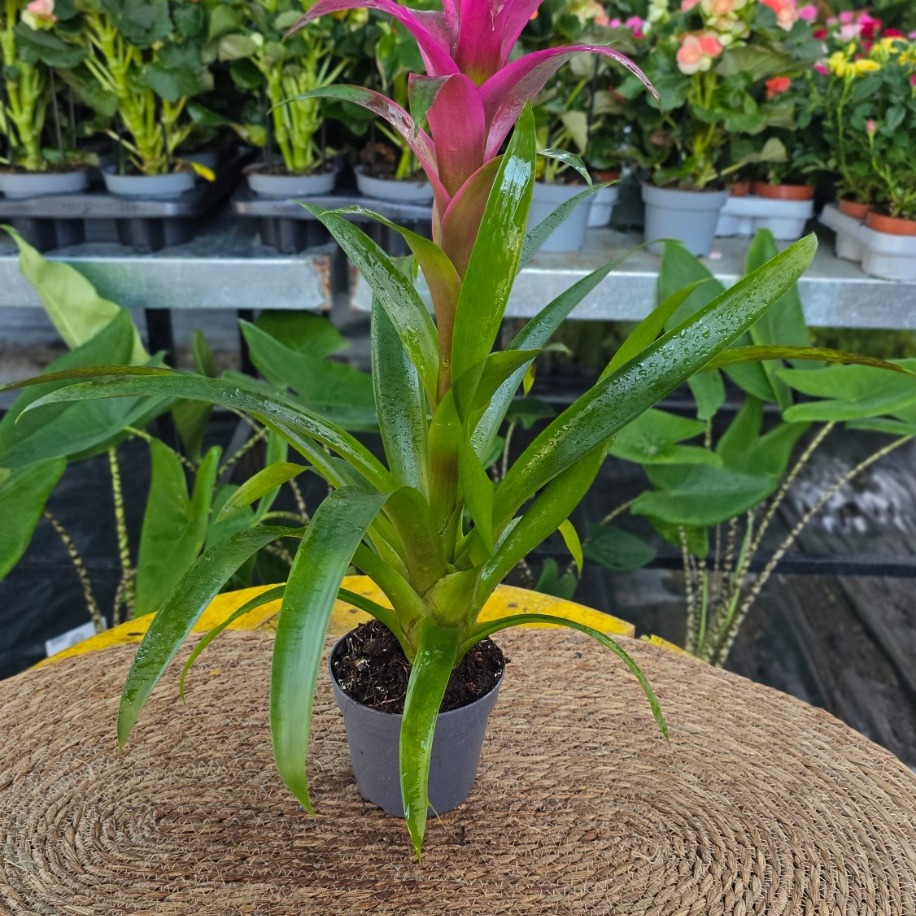 Pembe Guzmanya Çiçeği (Guzmania) - Canlı İthal Salon ve Ofis Bitkisi - görsel 4