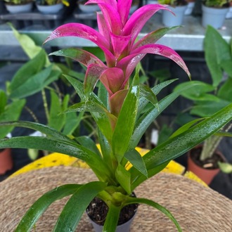 Pembe Guzmanya Çiçeği (Guzmania) - Canlı İthal Salon ve Ofis Bitkisi - görsel 6