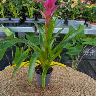 Pembe Guzmanya Çiçeği (Guzmania) - Canlı İthal Salon ve Ofis Bitkisi - görsel 7