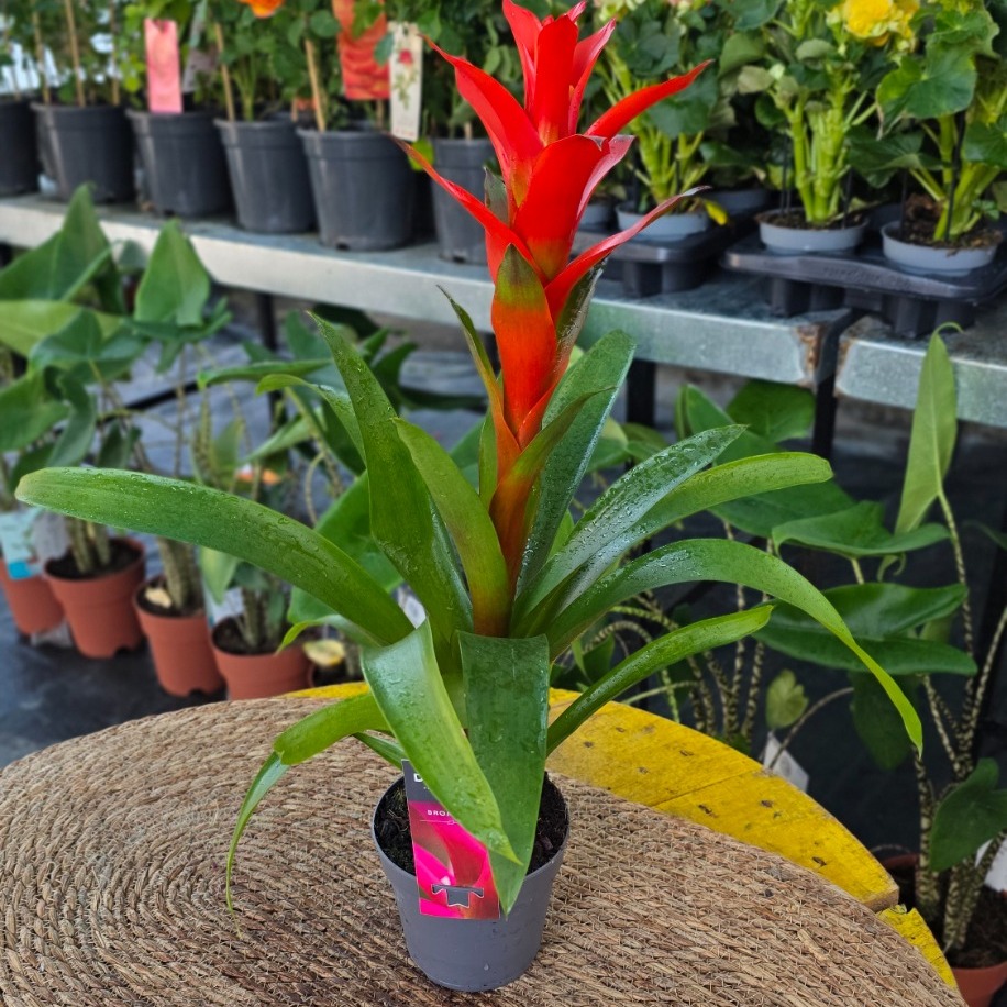 Alev Kırmızı Guzmanya Çiçeği (Guzmania) - Canlı İthal Salon ve Ofis Bitkisi - görsel 4