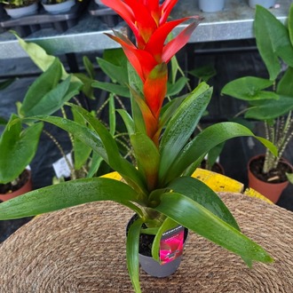 Alev Kırmızı Guzmanya Çiçeği (Guzmania) - Canlı İthal Salon ve Ofis Bitkisi - görsel 5
