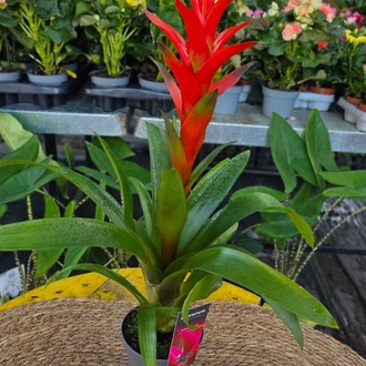 Alev Kırmızı Guzmanya Çiçeği (Guzmania) - Canlı İthal Salon ve Ofis Bitkisi - görsel 6
