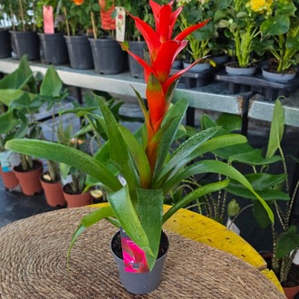 Alev Kırmızı Guzmanya Çiçeği (Guzmania) - Canlı İthal Salon ve Ofis Bitkisi - görsel 7