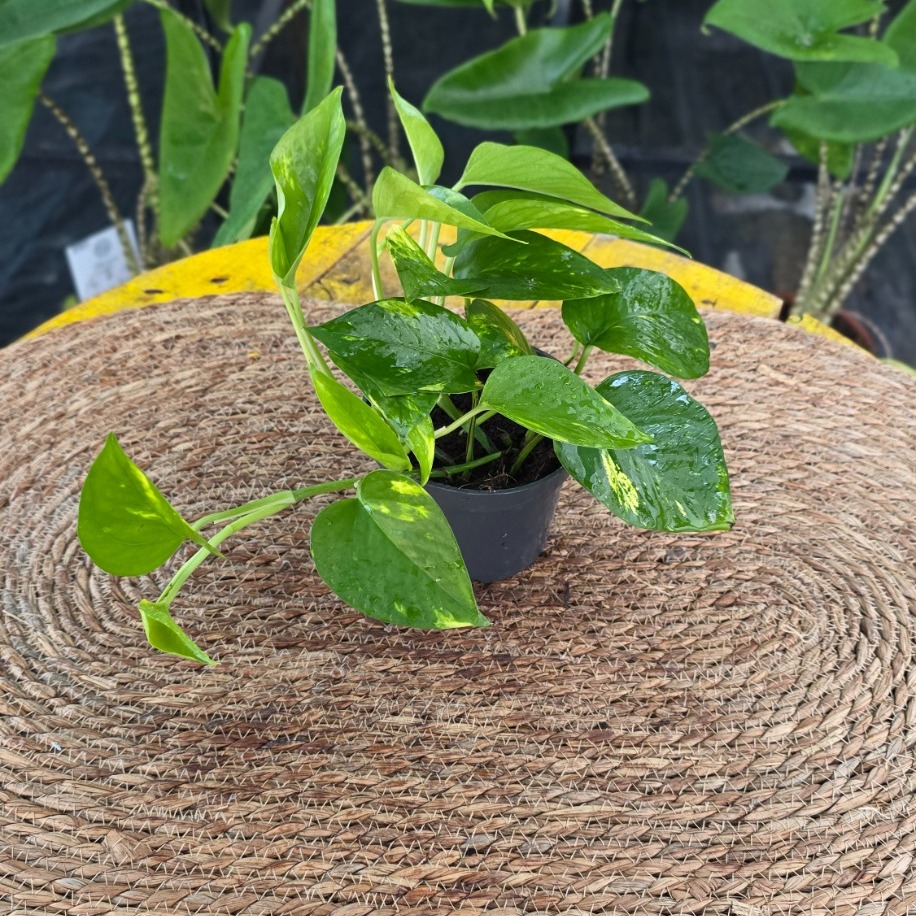 Canlı Pothos Sarmaşığı (Epipremnum Aureum) - Alacalı Yapraklı Salon Bitkisi - görsel 3