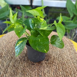 Canlı Pothos Sarmaşığı (Epipremnum Aureum) - Alacalı Yapraklı Salon Bitkisi - görsel 7