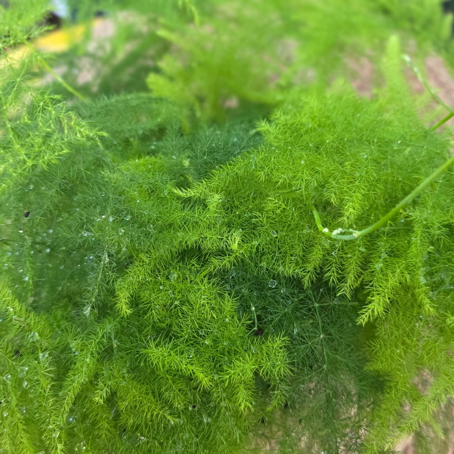 Canlı Kuşşarkısı Tül Kuşkonmaz Çiçeği (Asparagus Setaceus) - Dekoratif Salon Bitkisi - görsel 2