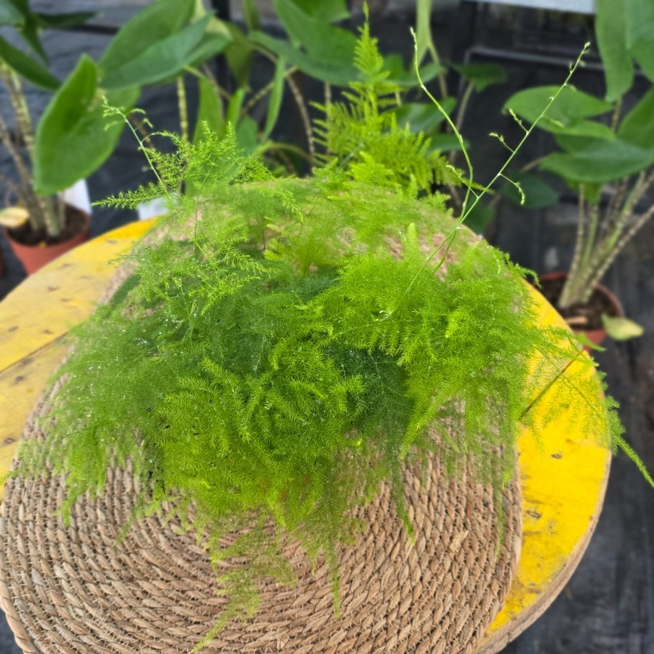 Canlı Kuşşarkısı Tül Kuşkonmaz Çiçeği (Asparagus Setaceus) - Dekoratif Salon Bitkisi - görsel 4