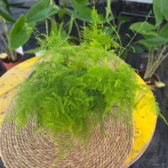 Canlı Kuşşarkısı Tül Kuşkonmaz Çiçeği (Asparagus Setaceus) - Dekoratif Salon Bitkisi - görsel 6