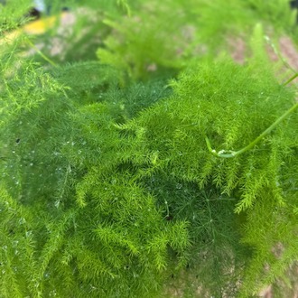 Canlı Kuşşarkısı Tül Kuşkonmaz Çiçeği (Asparagus Setaceus) - Dekoratif Salon Bitkisi - görsel 7