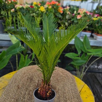 Canlı Sikas Palmiyesi (Cycas Revoluta) - Japon Palmiyesi İç Mekan Bitkisi - görsel 5