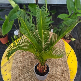 Canlı Sikas Palmiyesi (Cycas Revoluta) - Japon Palmiyesi İç Mekan Bitkisi - görsel 6