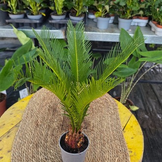 Canlı Sikas Palmiyesi (Cycas Revoluta) - Japon Palmiyesi İç Mekan Bitkisi - görsel 7